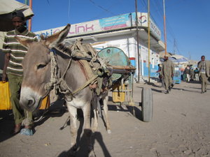Donkey & Water Cart