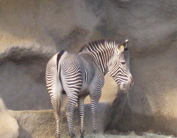 Zebra's got back