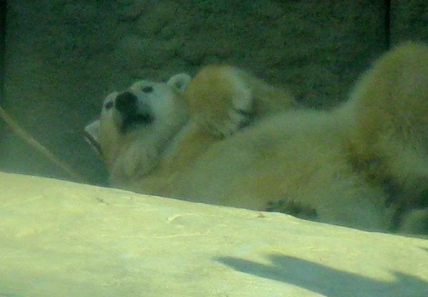Sleepy Polar Bear