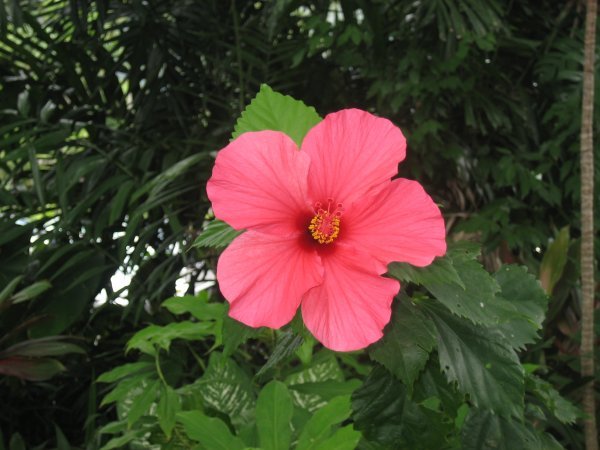 A beautiful Easter Hibiscus