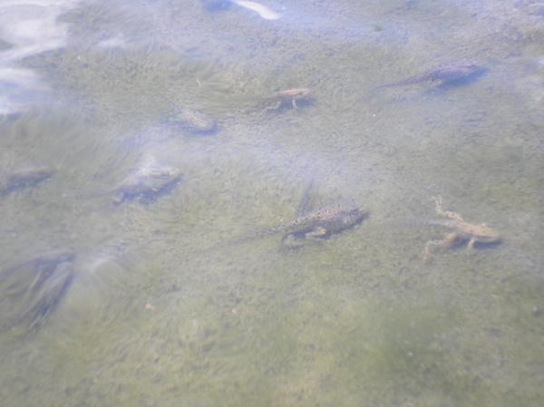 Tadpoles in the Spring