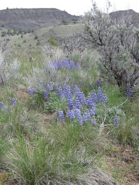 Lupine in the Spring Great Basin Desert