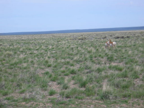 First Antelope