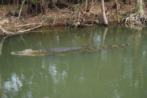 Krokodiler