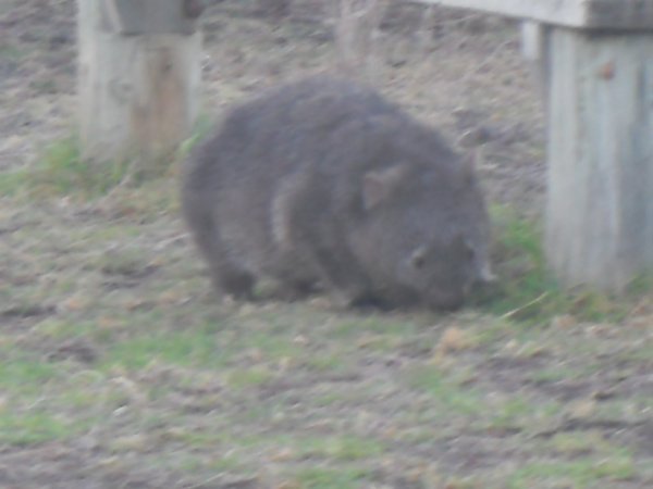 Poor wombat photo