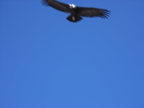 Nearly caught a Condor