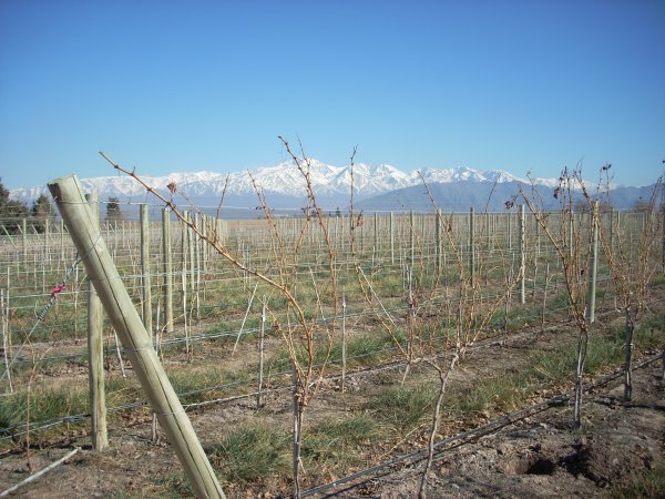 Vines with the Andes as a backdrop