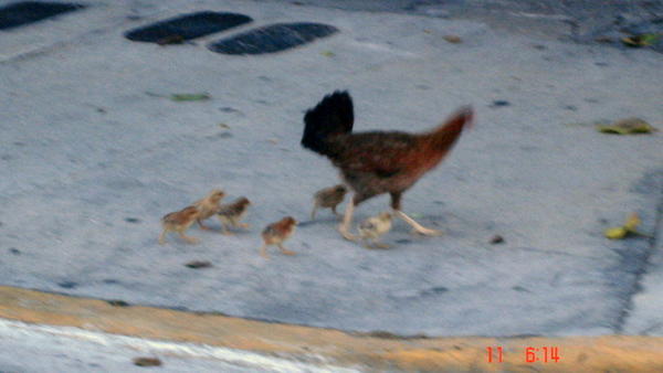 Chickens have legal rights in Key West