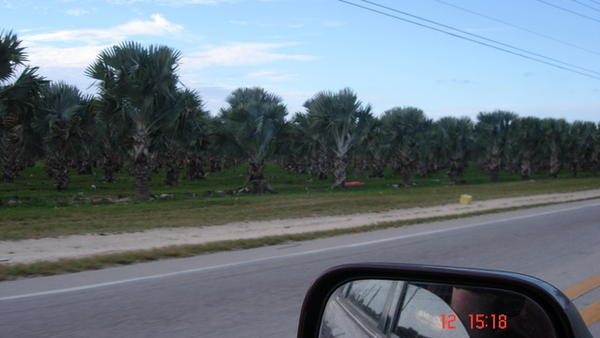 Florida Farming 2