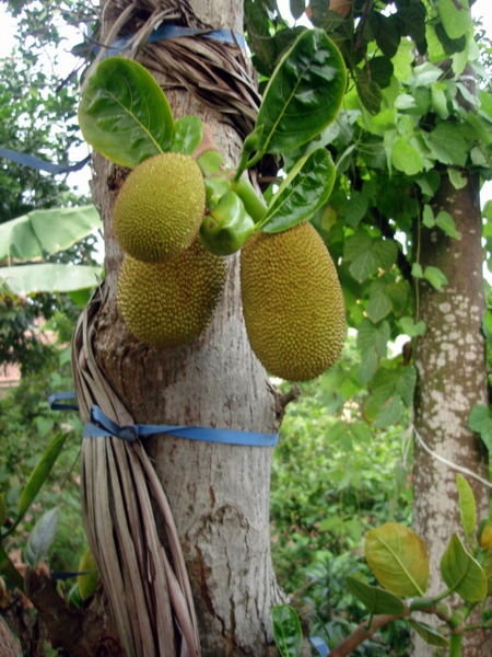 Fruit in backyard