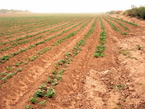 Field of tomatos