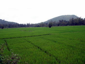Crossing a beautiful rice field