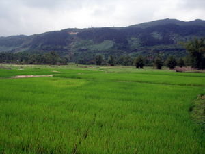 Crossing a beautiful rice field