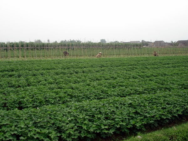 Produce Field