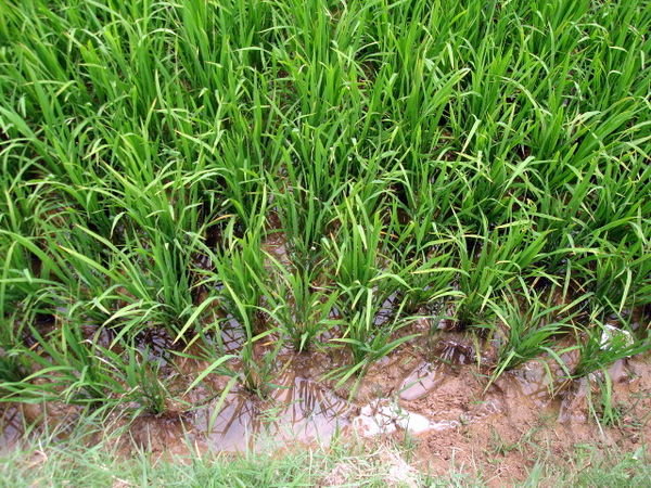 Rice standing  in water