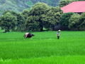 Rice Field near Hoa Lu