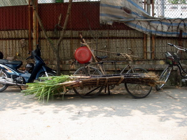 Man, bike and sugar cane