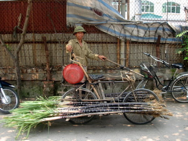 Man transporting sugarcane