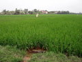 A beautiful rice field