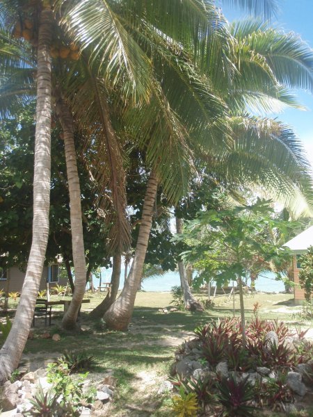 Lush Foliage and Coconut Trees