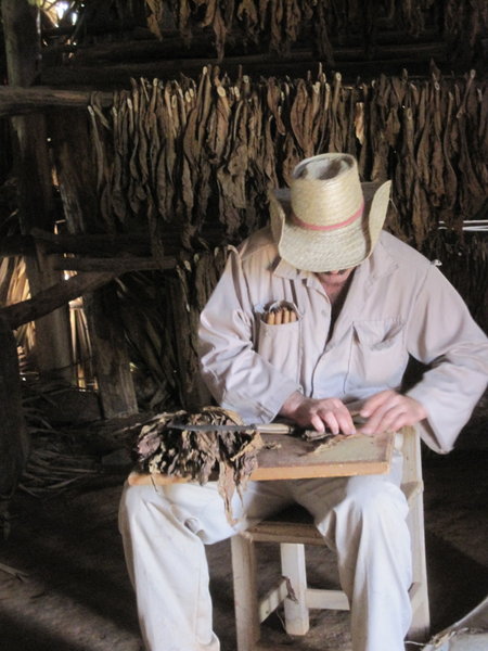 Tobacco farmer rolling a cigar
