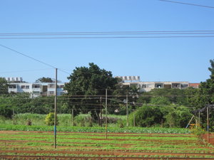 Farm with Alamar housing in the background