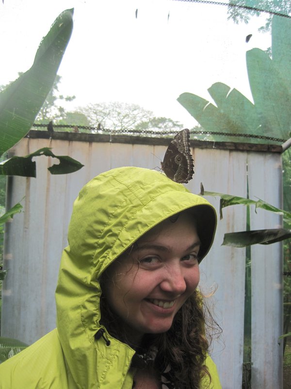 A morpho butterfly likes my coat!