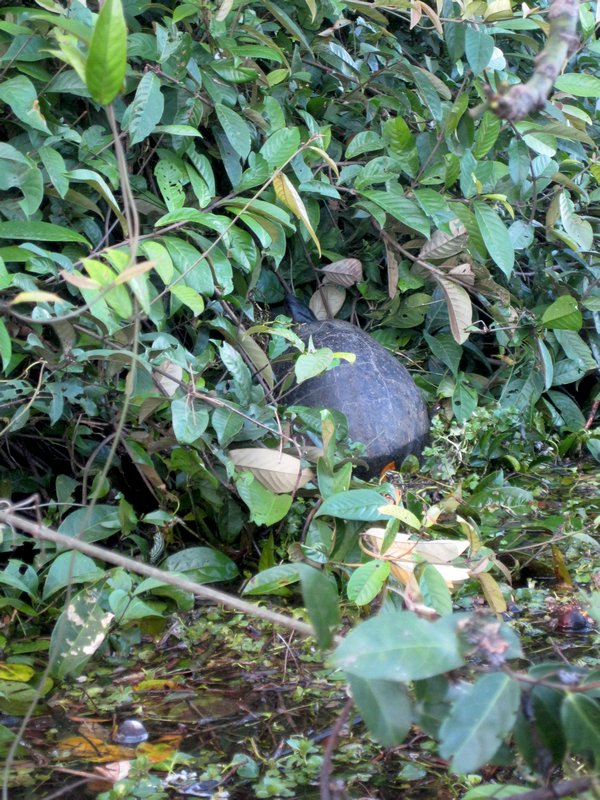 Black river turtle