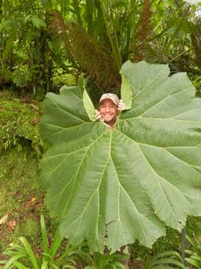 Our last guide and a elephant ear leaf