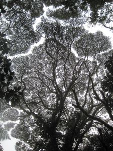 Monteverde canopy