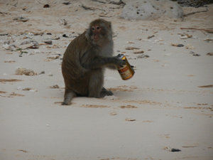 Monkey... and my beer!