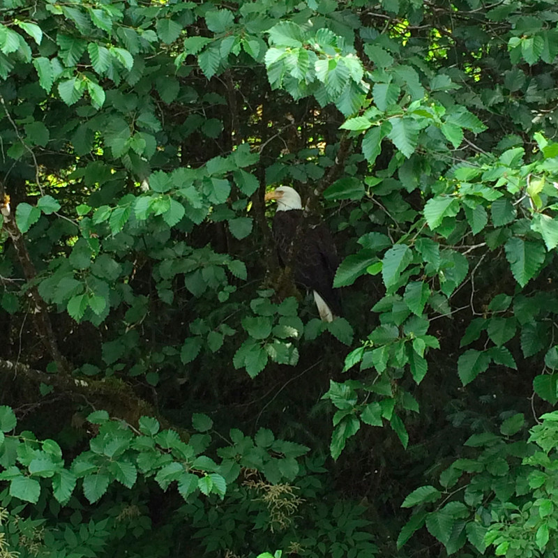 Bald Eagle! 10 Feet away!