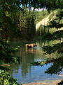 Moose in horseshoe lake!