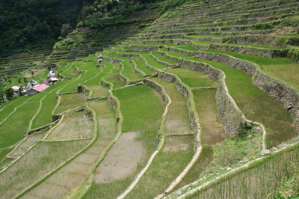 Another view of the famous ricefield