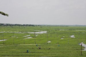 Phnom Phen (Rice Fields)
