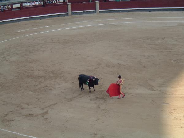 The bull fight