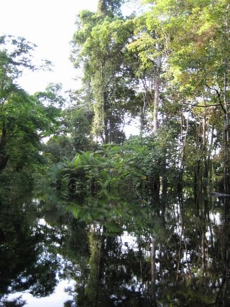 Flooded Jungle forest | Photo