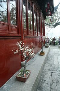 Plum blossoms at Yu Yuan