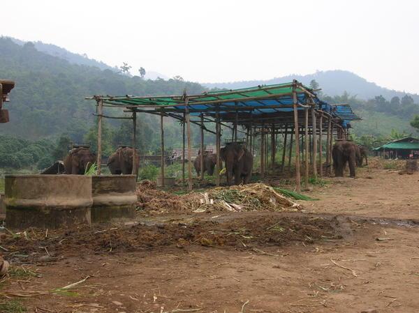 the elephant camp grounds
