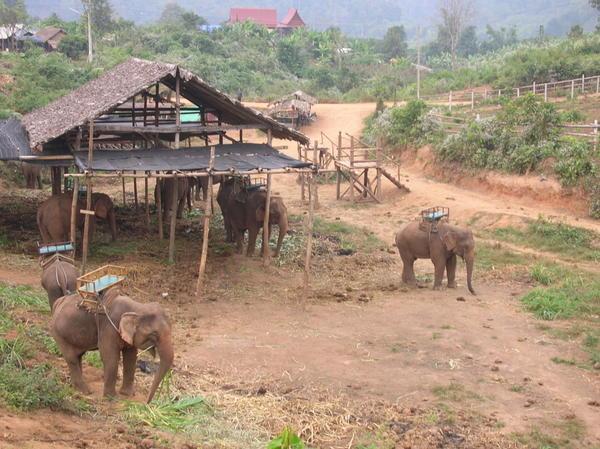 the elephant camp