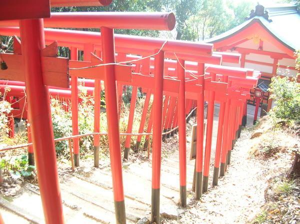 a sea of torii gates