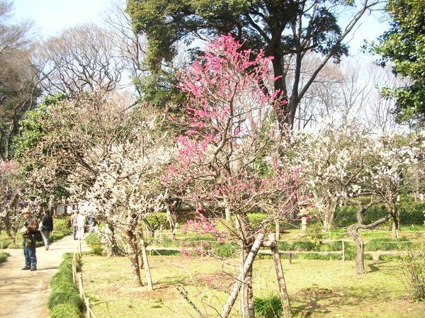 Koishikawa Koraku Garden