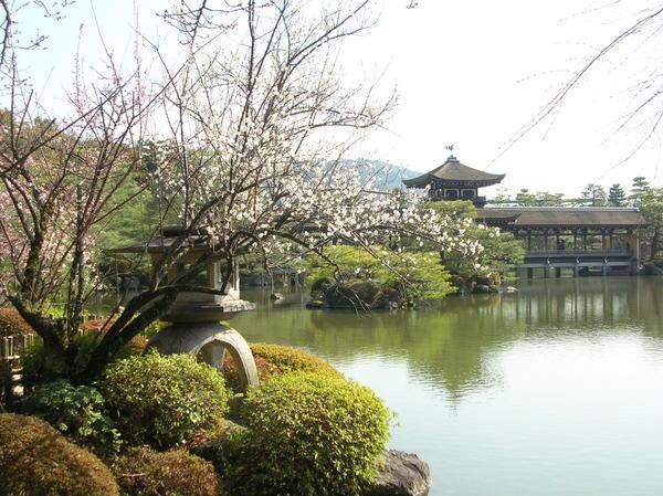 a beautiful Japanese garden