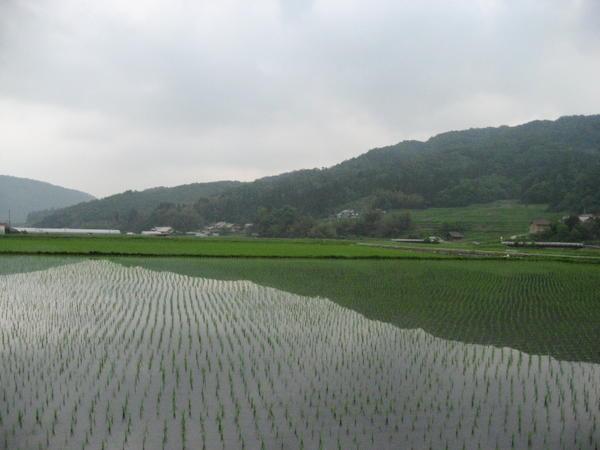surrounding rice fields