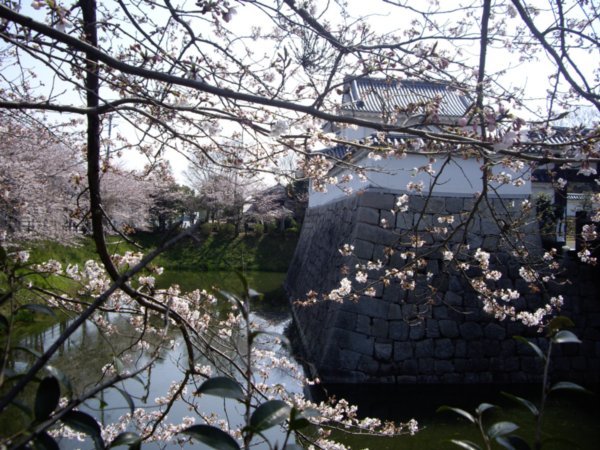 Minakuchi castle and sakura