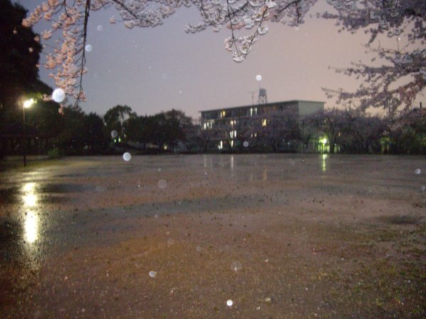 View of my apartment at mnight in the rain across the park