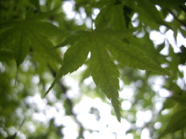 Japanese M....m.....maple leaf