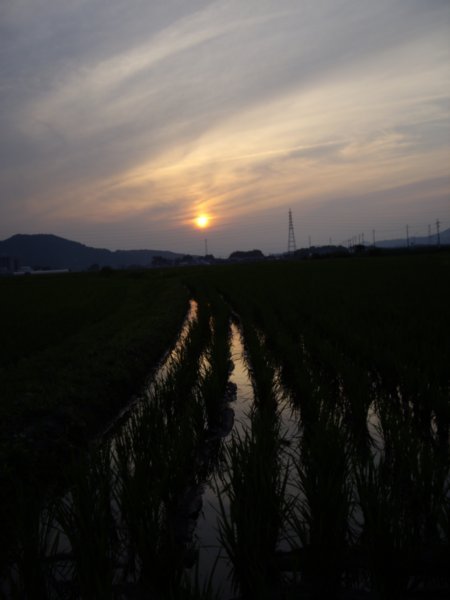 Sun setting over rice fields