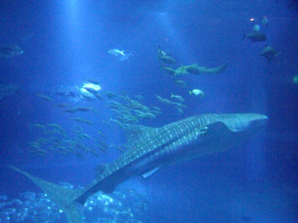 Whale shark 1