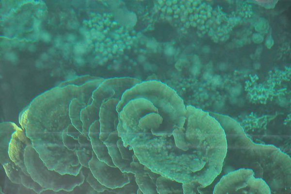 Coral, Ningaloo Reef